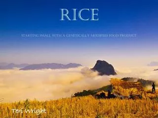 rice starting small with a genetically modified food product