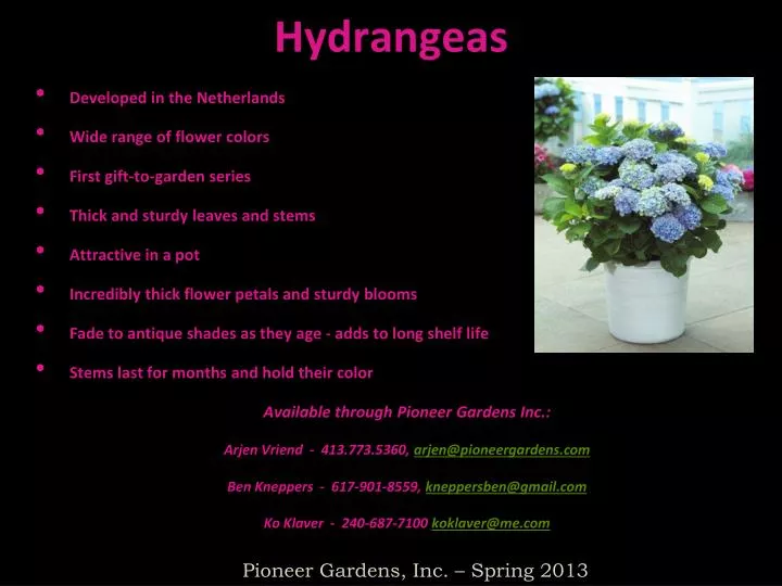 hydrangeas