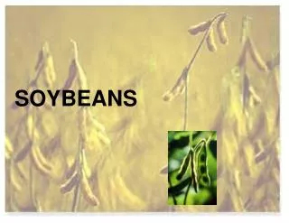 SOYBEANS