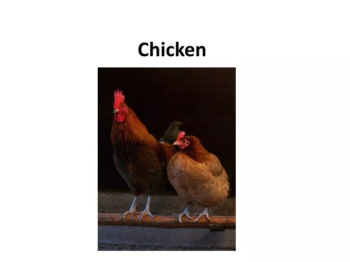 chicken