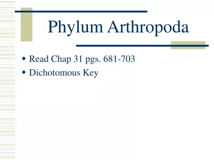 phylum arthropoda