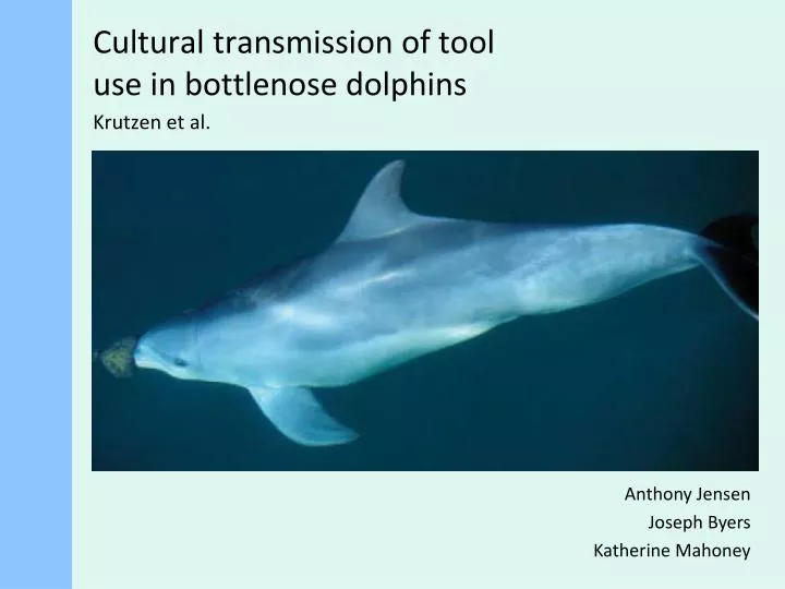 cultural transmission of tool use in bottlenose dolphins