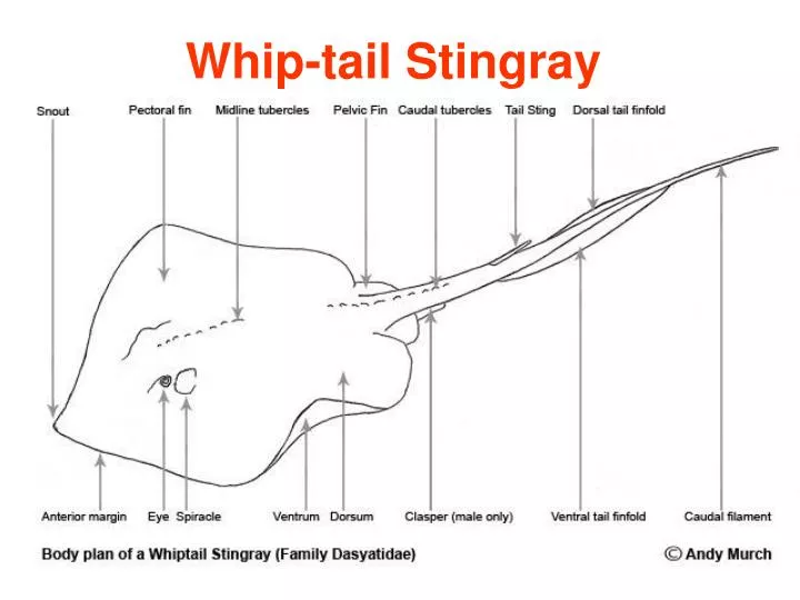 whip tail stingray