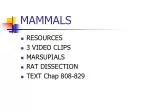 Understanding Mammals: Classification, Features, and Unique Adaptations - slide 1