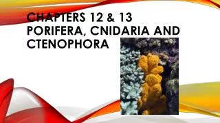 CHAPTERs 12 &amp; 13 PORIFERA, CNIDARIA AND CTENOPHORA