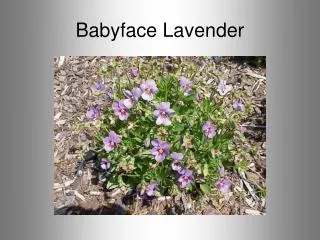 Babyface Lavender