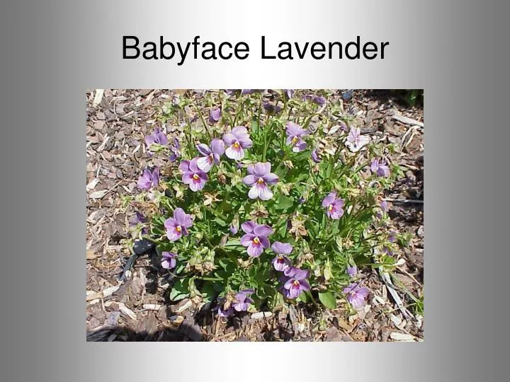 babyface lavender