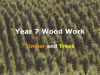 Year 7 Wood Work