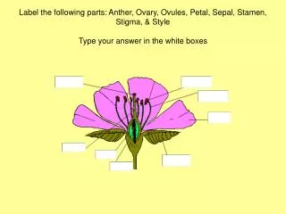 Flower parts labeled: Anther, Ovary, Ovules, Petal, Sepal, Stamen, Stigma, &amp; Style