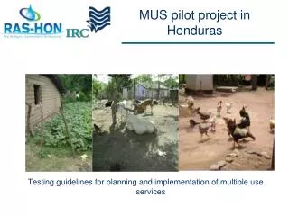 MUS pilot project in Honduras