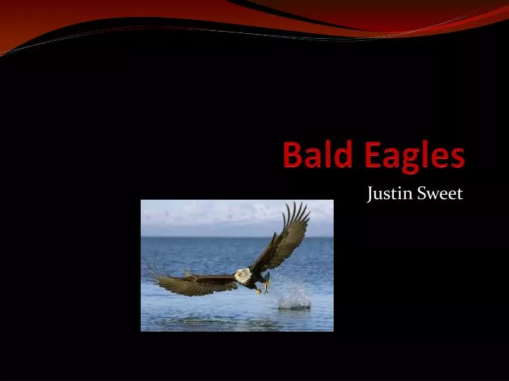 bald eagles