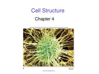 cell structure