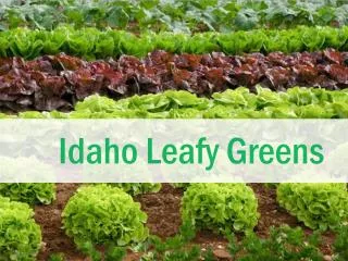 Idaho Leafy Greens