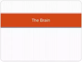 The Brain