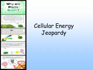 Cellular Energy Jeopardy