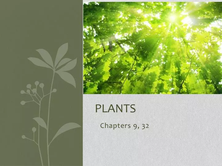 plants