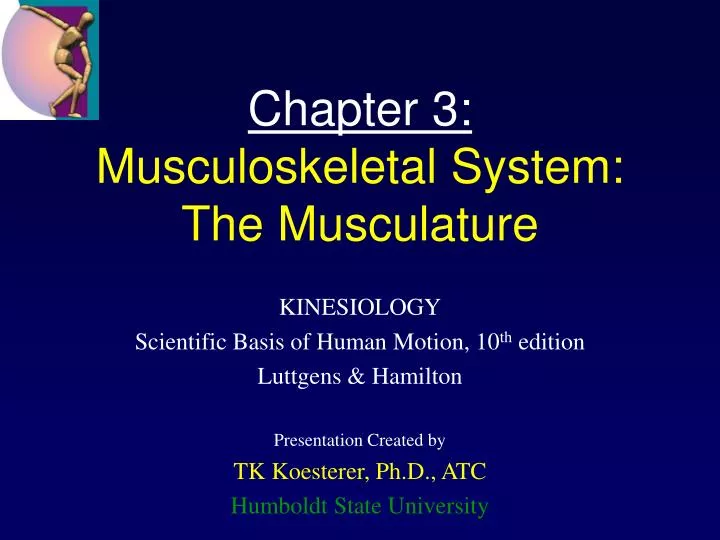 chapter 3 musculoskeletal system the musculature