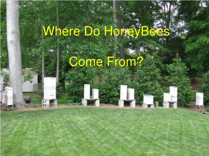 where do honeybees come from