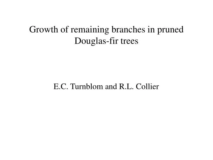 growth of remaining branches in pruned douglas fir trees