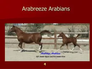 Arabreeze Arabians