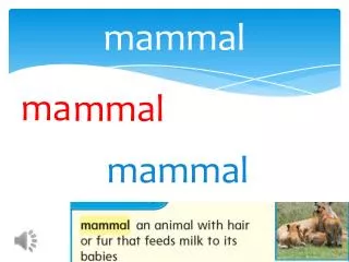 mammal