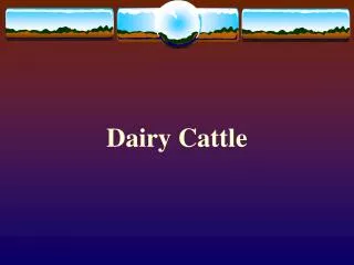 Dairy Cattle