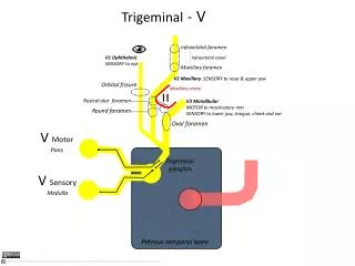 Trigeminal ganglion