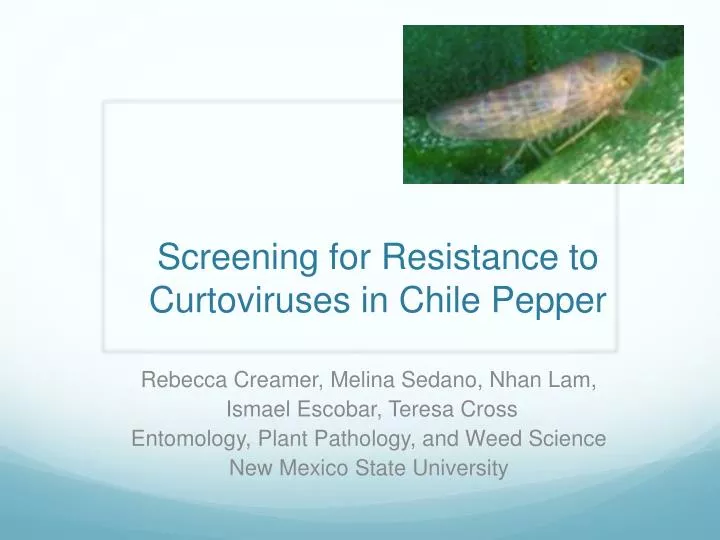 screening for resistance to curtoviruses in chile pepper