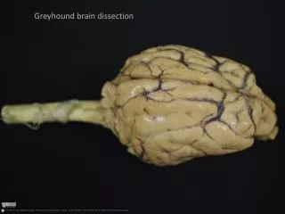 Greyhound brain dissection