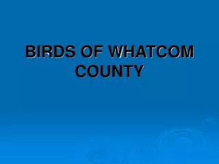 BIRDS OF WHATCOM COUNTY
