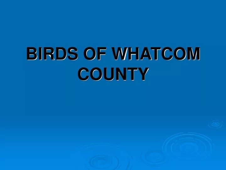 birds of whatcom county