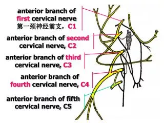 anterior branch of first cervical nerve ???????? C1