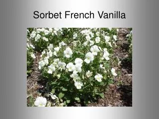 Sorbet French Vanilla