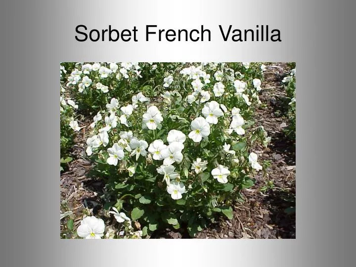 sorbet french vanilla