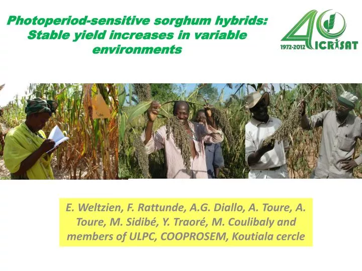 photoperiod sensitive sorghum hybrids stable yield increases in variable environments