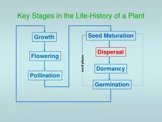 Key Stages in the Life-History of a Plant