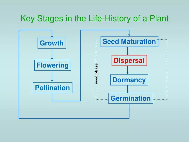 key stages in the life history of a plant