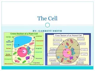 The Cell