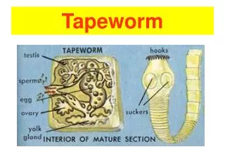 Tapeworm