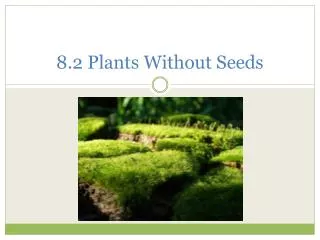 8.2 Plants Without Seeds