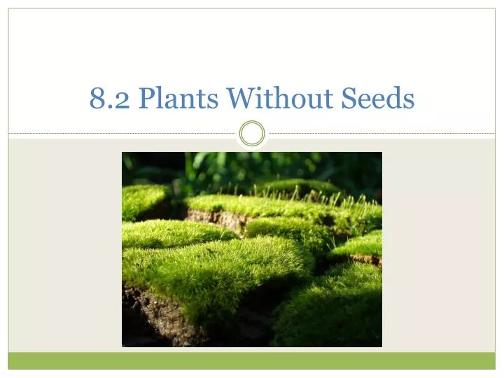 8 2 plants without seeds