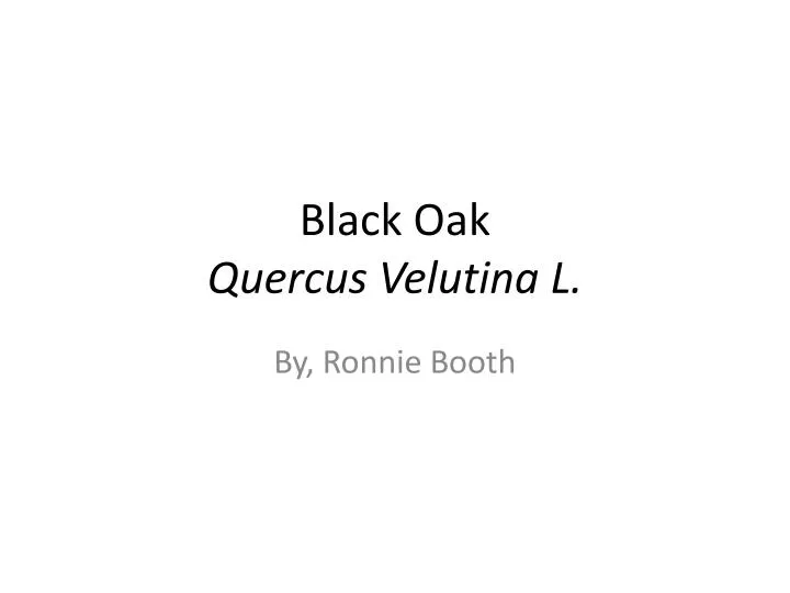 black oak quercus velutina l