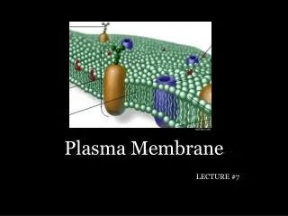 Plasma Membrane