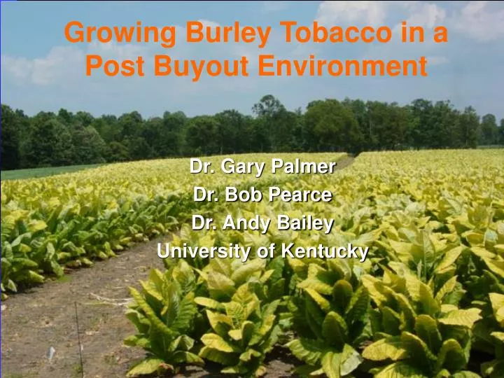growing burley tobacco in a post buyout environment