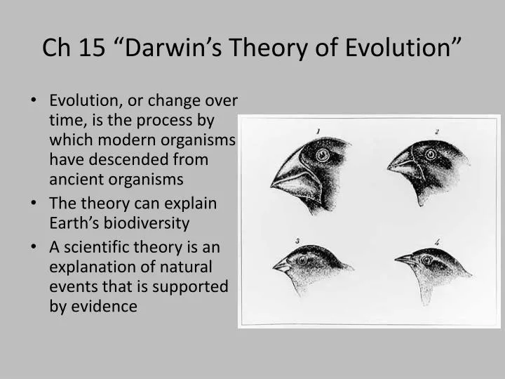 PPT - Ch 15 “Darwin’s Theory Of Evolution” PowerPoint Presentation - ID ...