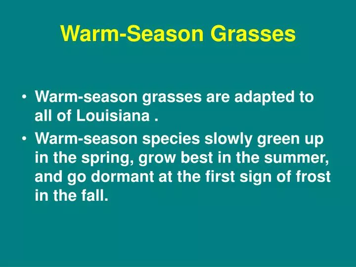 warm season grasses