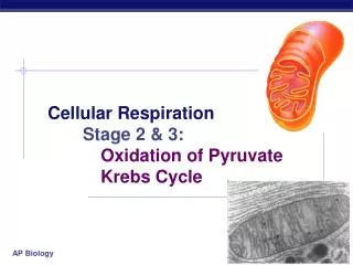 Cellular Respiration Stage 2 &amp; 3: 		Oxidation of Pyruvate 		Krebs Cycle