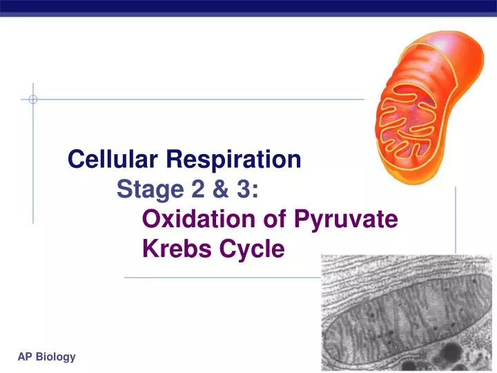 cellular respiration stage 2 3 oxidation of pyruvate krebs cycle