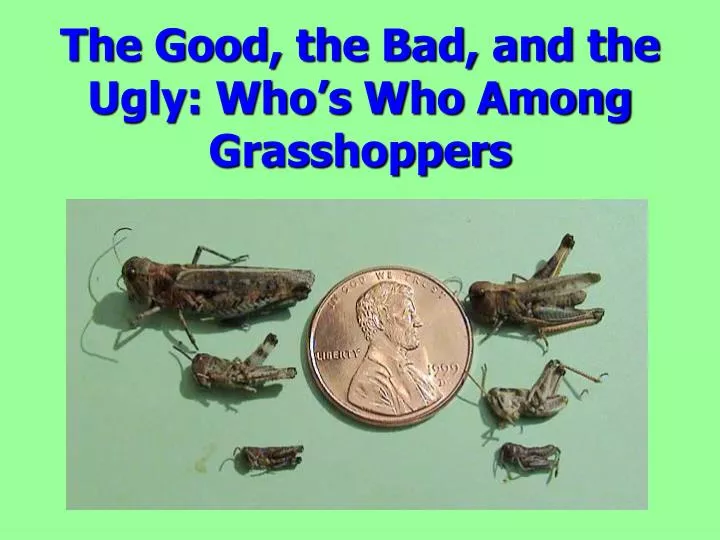 the good the bad and the ugly who s who among grasshoppers