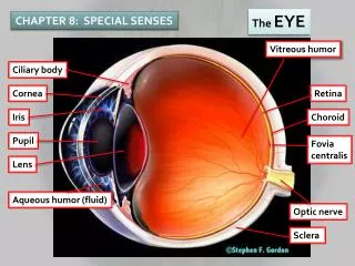 CHAPTER 8: SPECIAL SENSES